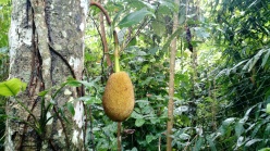 Jack fruit: up to 40 kilos a piece, the biggest tree fruit on the planet